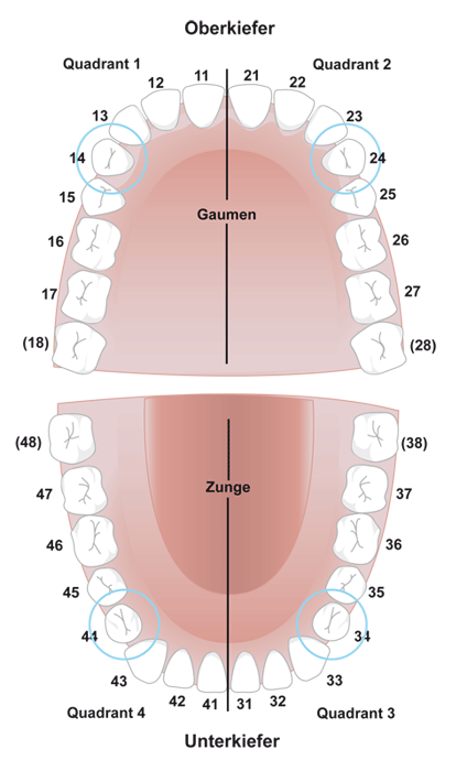 Gebissdarstellung in der die bleibenden Backenzaehne markiert wurden