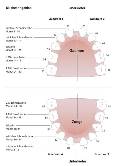 Milchzähne