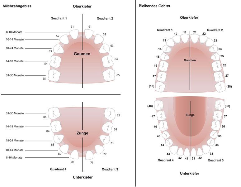 Milchzahngebiss und Erwachsenengebiss